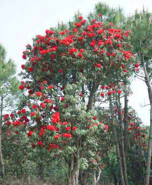 杜鹃花