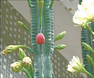 霸王花